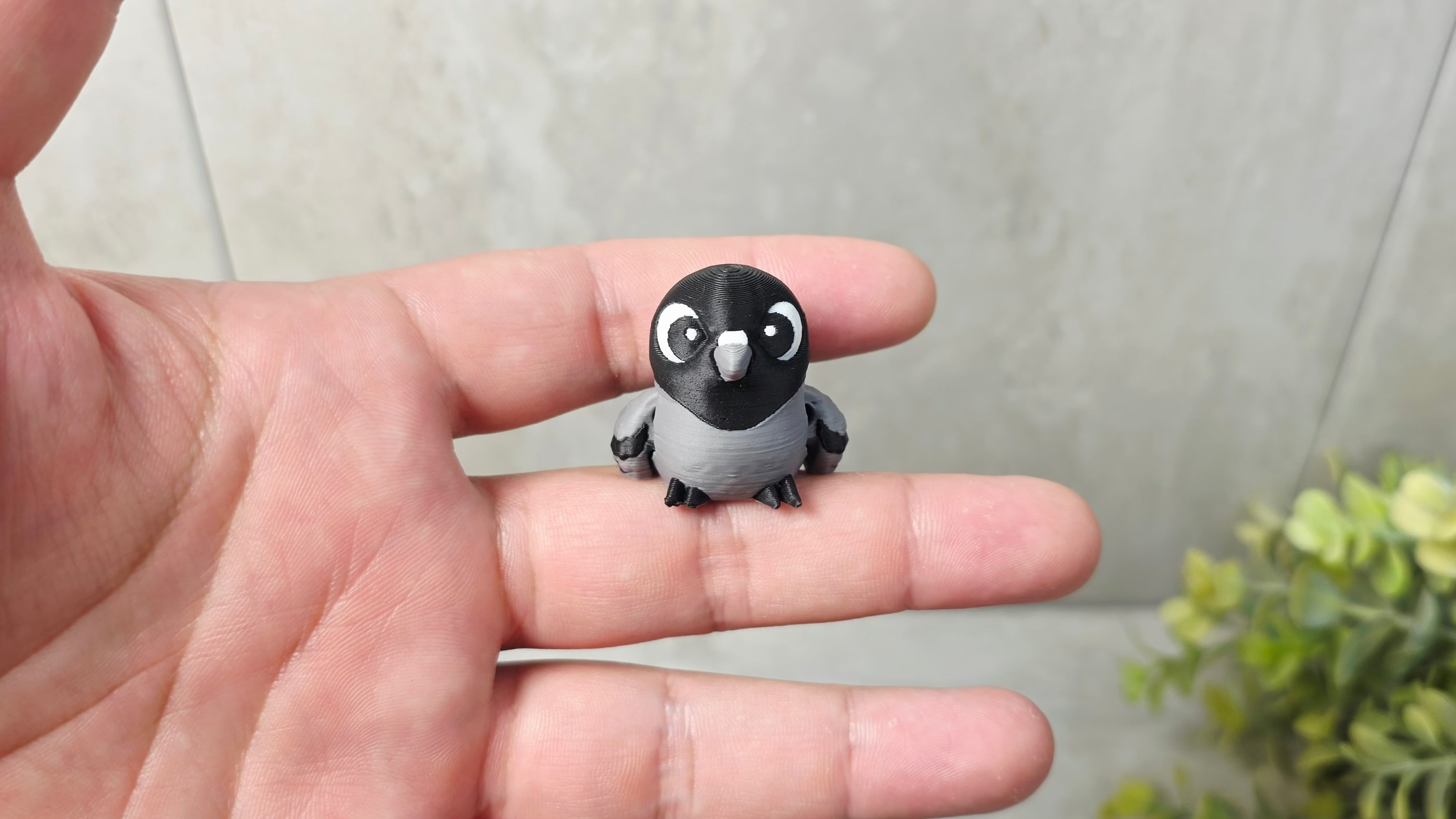 Pigeon