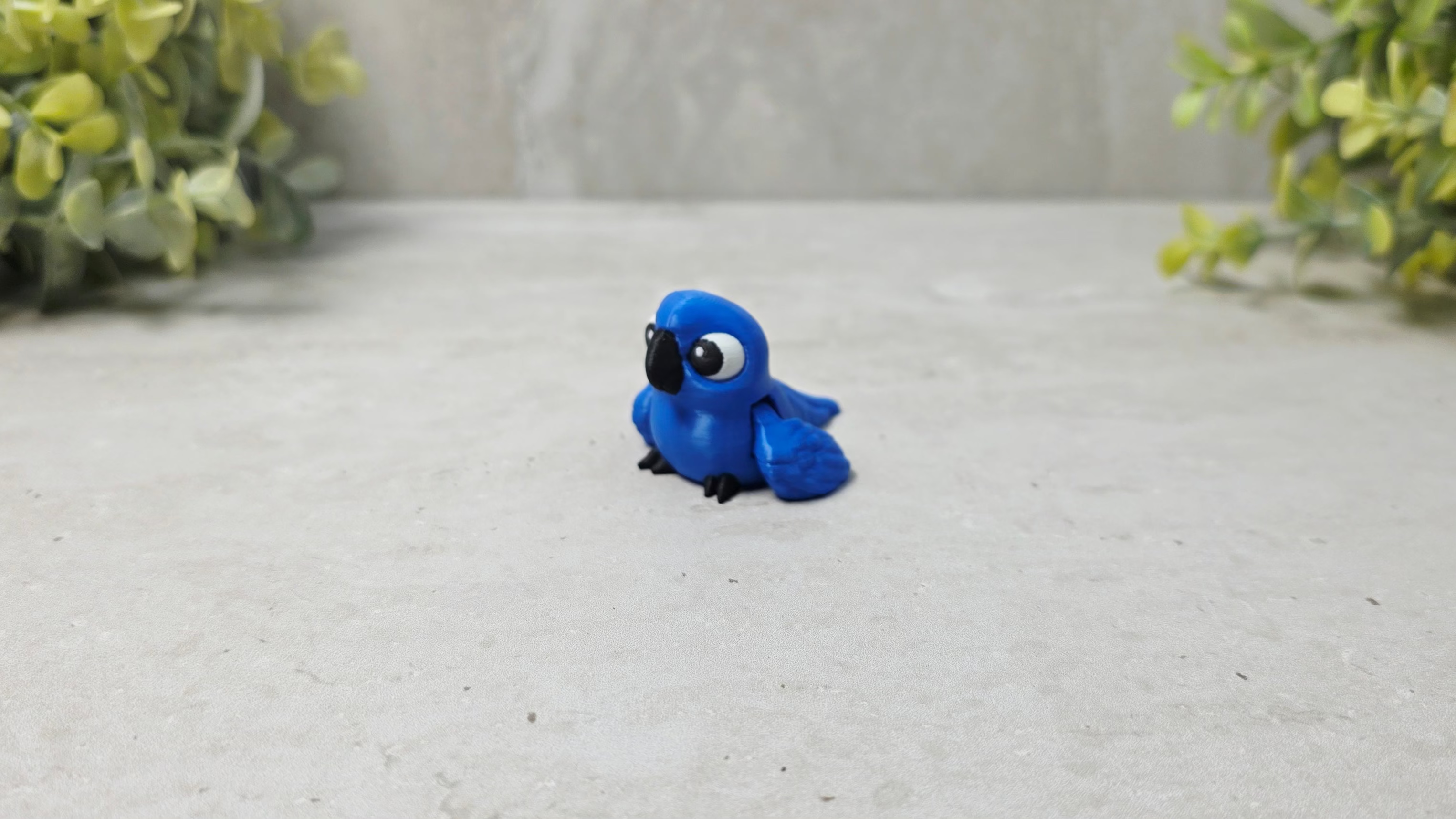 Hyacinth Macaw