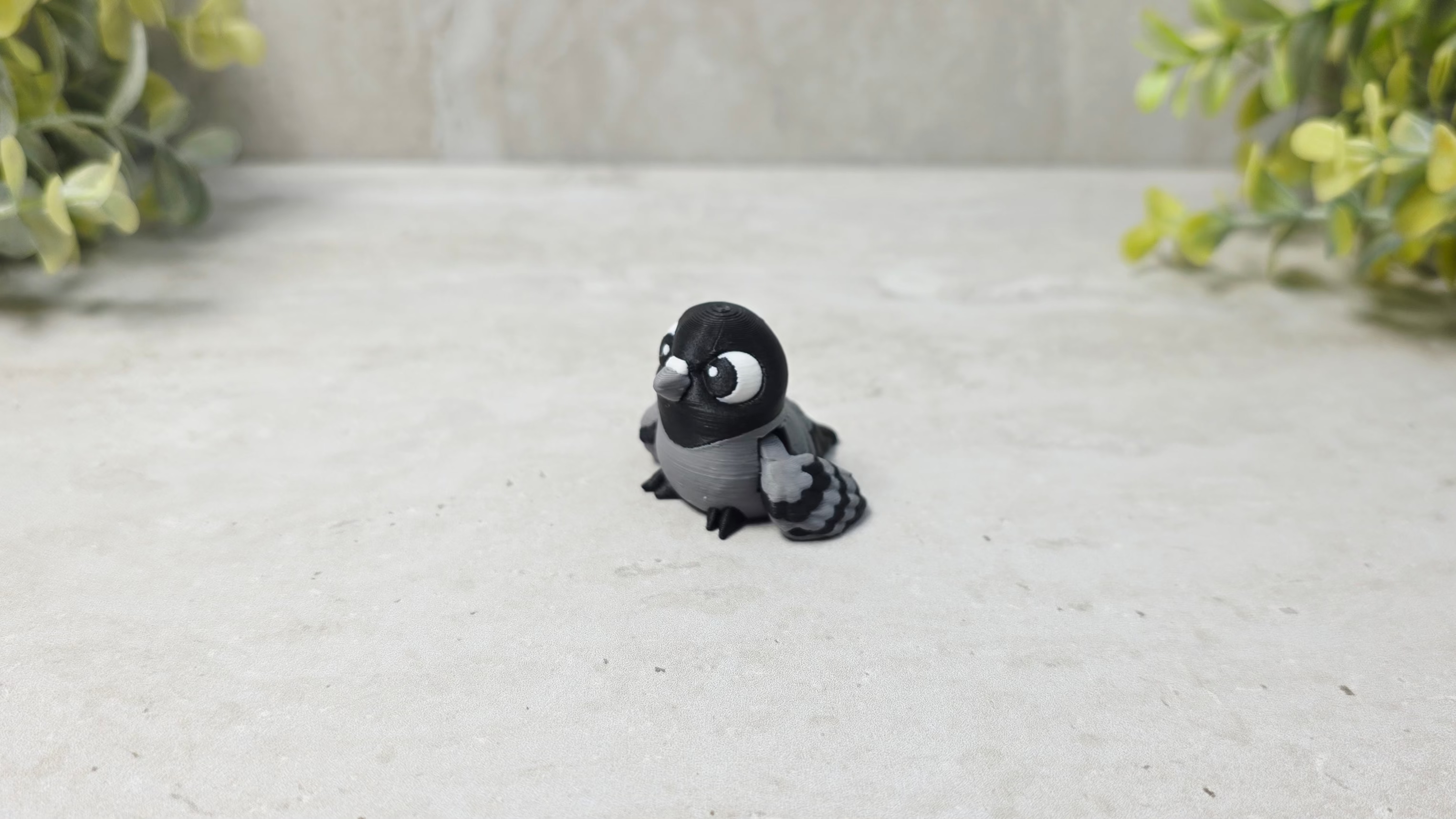 Pigeon
